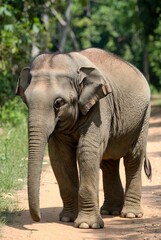 Obraz premium Adorable young elephant calf stands on a sunlit dirt path in a lush jungle