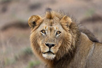 Obraz premium Majestic male lion with a dark mane and piercing golden eyes in the wild