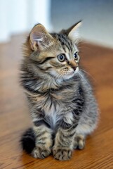 Obraz premium Small curious tabby kitten with fluffy fur gazing right on a wooden floor