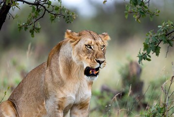 Alert wild African lioness with mouth slightly open in a blurred natural