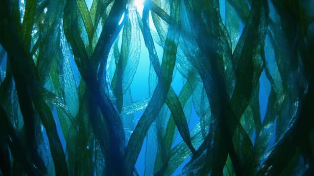 Underwater Forest of Seaweed Ocean Floor Marine Life Aquatic Ecosystem