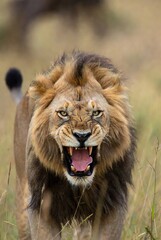 Fototapeta premium Majestic male lion roaring fiercely with an open mouth in African savanna