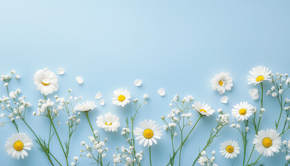 Fototapeta premium White daisy flowers with yellow centers on a light blue background. Petals scattered. Floral nature background ideal for greeting cards