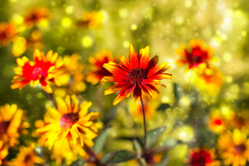 rudbeckia flowers in the garden - soft focus