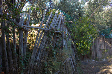 Amalfi Coast - oil olive trees, Italy
