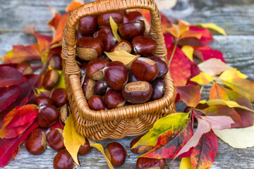 basket full of chestnuts - autum in a garden
