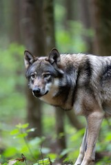 Obraz premium Close-up of a majestic gray wolf standing alert in a lush green forest