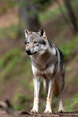 Fototapeta premium A majestic grey wolf stands alertly observing its natural forest habitat