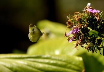 white butterfly in flight