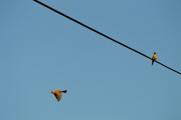 bird on power line