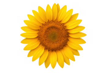 Sunflower showing yellow petals and a brown center
