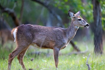 Fototapeta premium Attentive deer with brownish-grey coat standing calmly in a natural forest