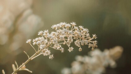 White Flowers Bloom on a Branch During Daytime in a Natural Setting With Blurred Background