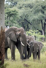 Obraz premium A family of African elephants, adult and two calves, walking in tall grass