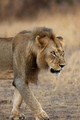 Obraz premium Young male lion with developing mane walking through dry savanna landscape