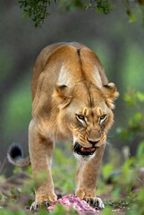 Obraz premium Powerful lioness snarling while walking with meat in her mouth in a natural