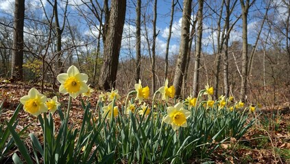 Daffodils Bloom in the Forest During Springtime Sunny Weather Near the Trees and Forest Floor
