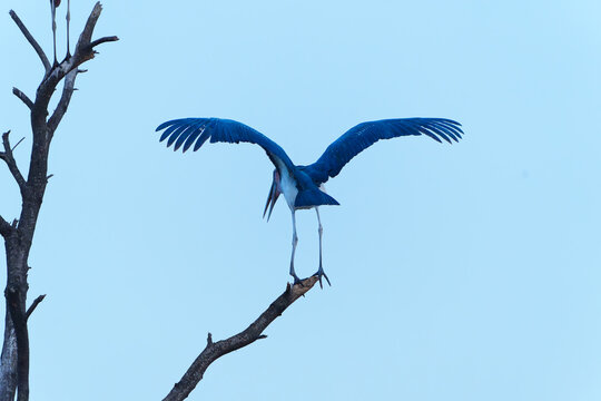marabou stork (Leptoptilos crumenifer) high overhead roosting at dusk against blue sky.