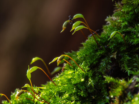 Funaria hygrometrica