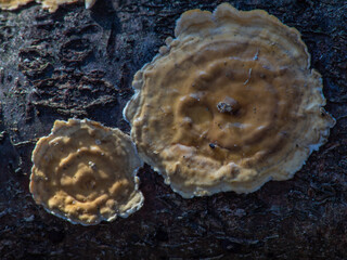 The blushing crust fungus (Stereum rugosum)