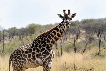 Obraz premium Vigilant giraffe standing tall in the dry African savanna looking directly