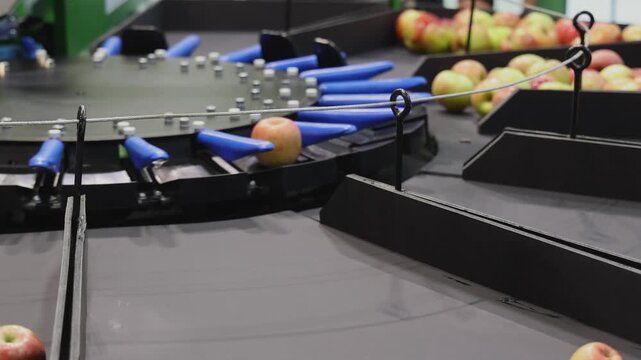 Apples Fruit Grading and Sorting Machine Rotating Automated Farming