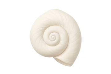White seashell spiral gastropod isolated on transparent background