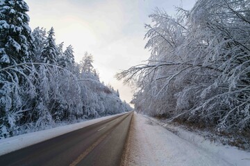 Snow-covered trees bent over the road © talavietis