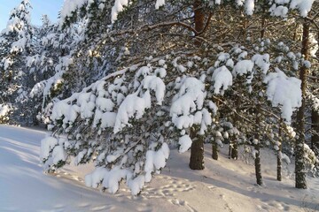 snow covered trees in the forest © talavietis