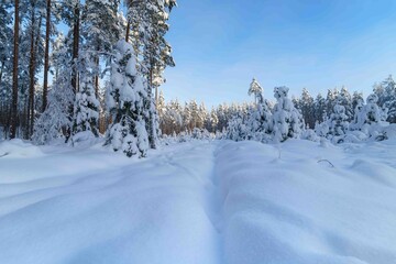 winter forest in the snow © talavietis