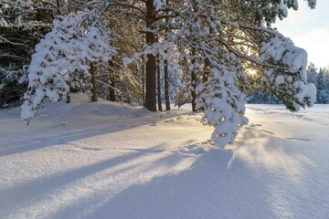 trees in snow © talavietis