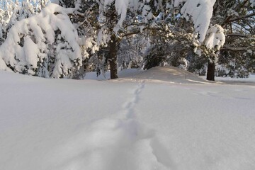 snow covered trees in winter © talavietis