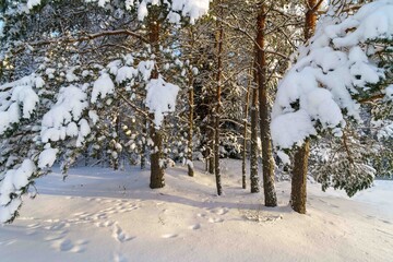 snow covered trees © talavietis