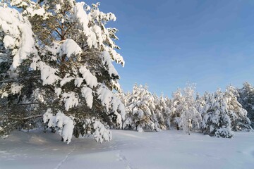snow covered pine trees © talavietis