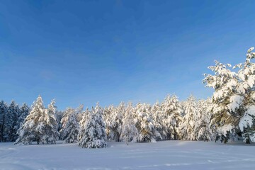 snow covered trees © talavietis