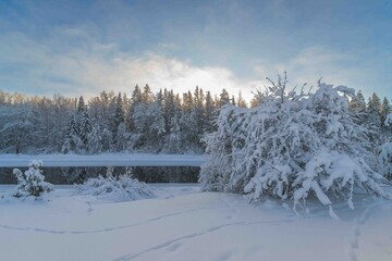 winter landscape with snow © talavietis