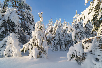 snow covered trees © talavietis