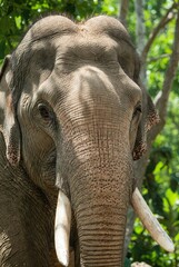 Fototapeta premium Close-up portrait of a majestic elephant with tusks in natural habitat