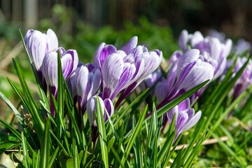 Close up of a purple and white striped spring crocuses (crocus vernus) in bloom