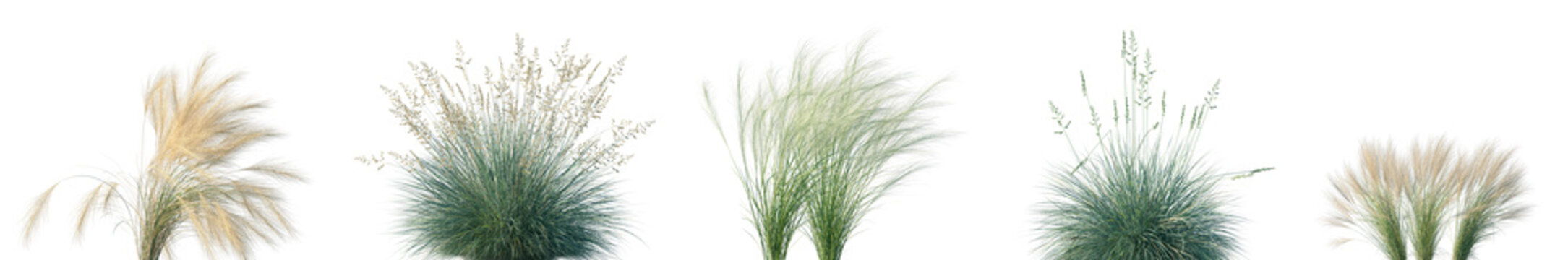 Set of Nassella tenuissima and Festuca glauca isolated frontal png on a transparent background perfectly cutout