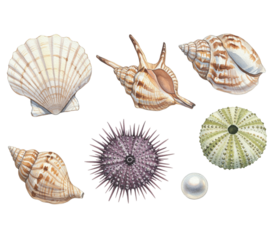 Assorted seashells and sea creatures illustration isolated on transparent transparent background