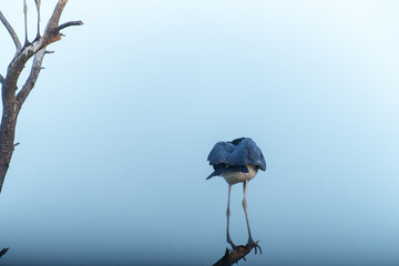 marabou stork (Leptoptilos crumenifer) high overhead roosting at dusk against blue sky.