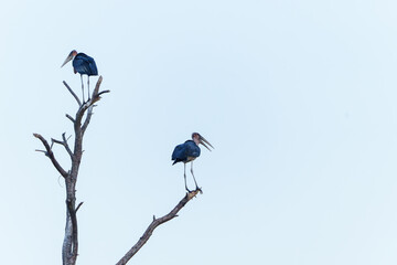 Two marabou stork (Leptoptilos crumenifer) high overhead roosting at dusk against blue sky.