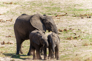 Mother or cow elephant (Loxodonta africana) with two calves or juveniles together on plains in Tarangire National Park