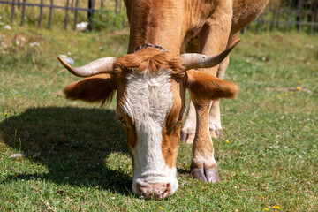 Kuh beim Grasen in Paltinis, Transsilvanien (Hohe Rinne, Siebenb&uuml;rgen)