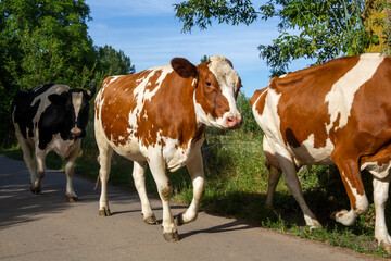 Milchk&uuml;he auf ihrem abendlichen Weg von der Weide in den Stall