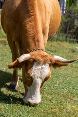 Kuh beim Grasen in Paltinis, Transsilvanien (Hohe Rinne, Siebenb&uuml;rgen)