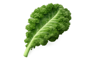 Fresh curly Kale leaf on transparent background, healthy salad ingredient.
