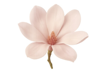 Fototapeta premium Pink magnolia flower blooming on transparent background