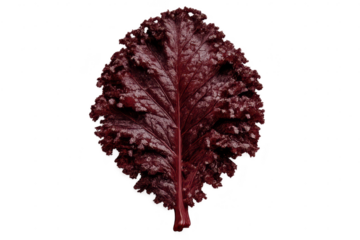 Maroon leaf close-up with a transparent background stock graphic asset